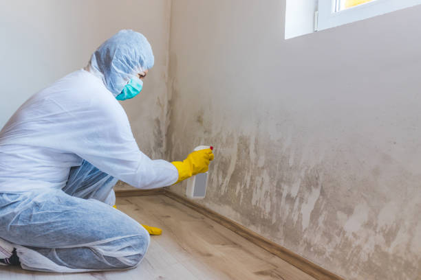 Licensed Mold Remediation service in Bealeton, VA - WQB Mold Removal