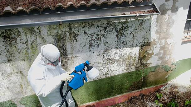 Top rated local Mold Remediation specialists in Bealeton, VA